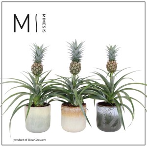 Ananas Mi Amigo Ottawa ceramic vaso 12 cm