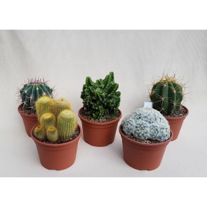Diverse specie di cactus in vaso, una selezione di piante da interno.