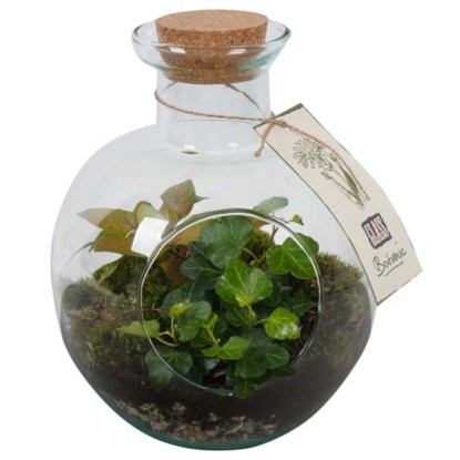 Fittonia Terrarium vaso 18 cm