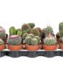 Vari cactus in set con fiori colorati in vaso.