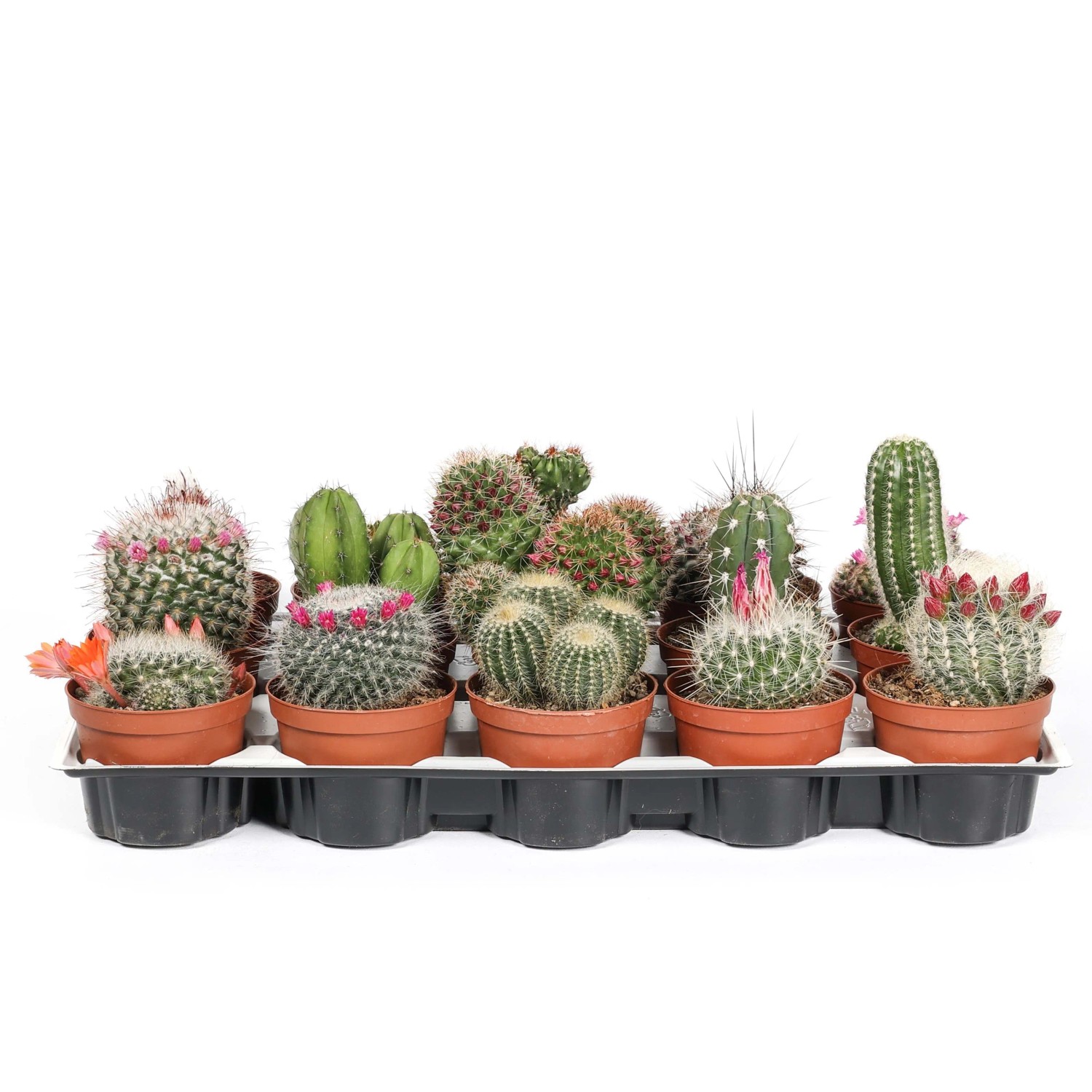 Vari cactus in set con fiori colorati in vaso.