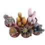 Cactus colonnari Mix vaso Ø 17 cm_2