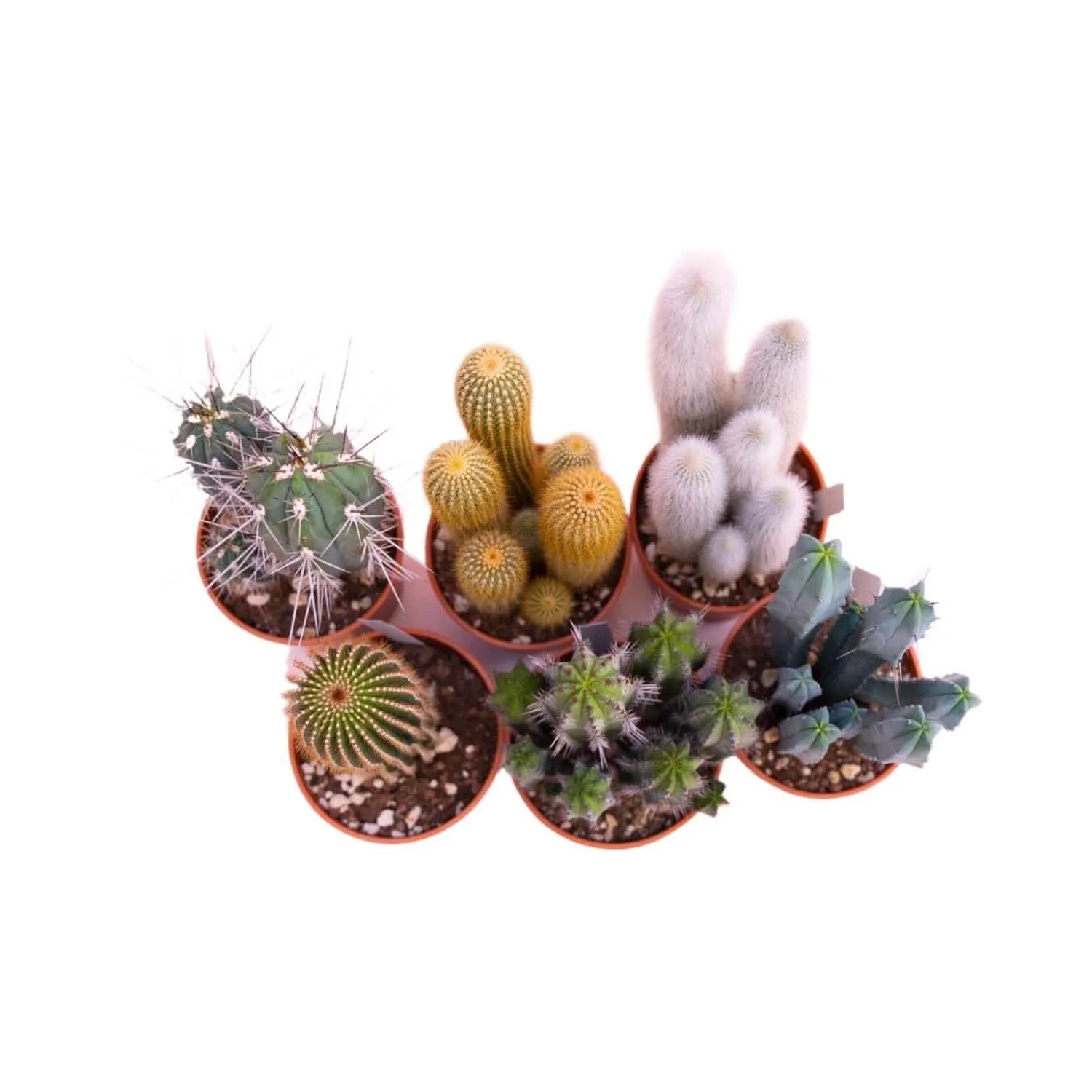 Cactus colonnari Mix vaso Ø 17 cm_2