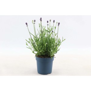 Lavanda in vaso blu, foglie verdi e fiori viola.