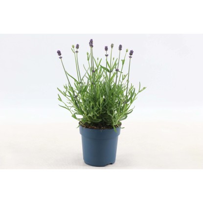 Lavandula"Felice Premium Provence" Ø circa 19 cm