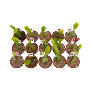 Epiphyllum lingua di suocera ricadente vaso Ø 10,5 cm<br><br><br>