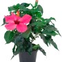 Ibisco rosa Hawaii Mix in vaso, ca. 13 cm, con fiore rosa e foglie verdi.