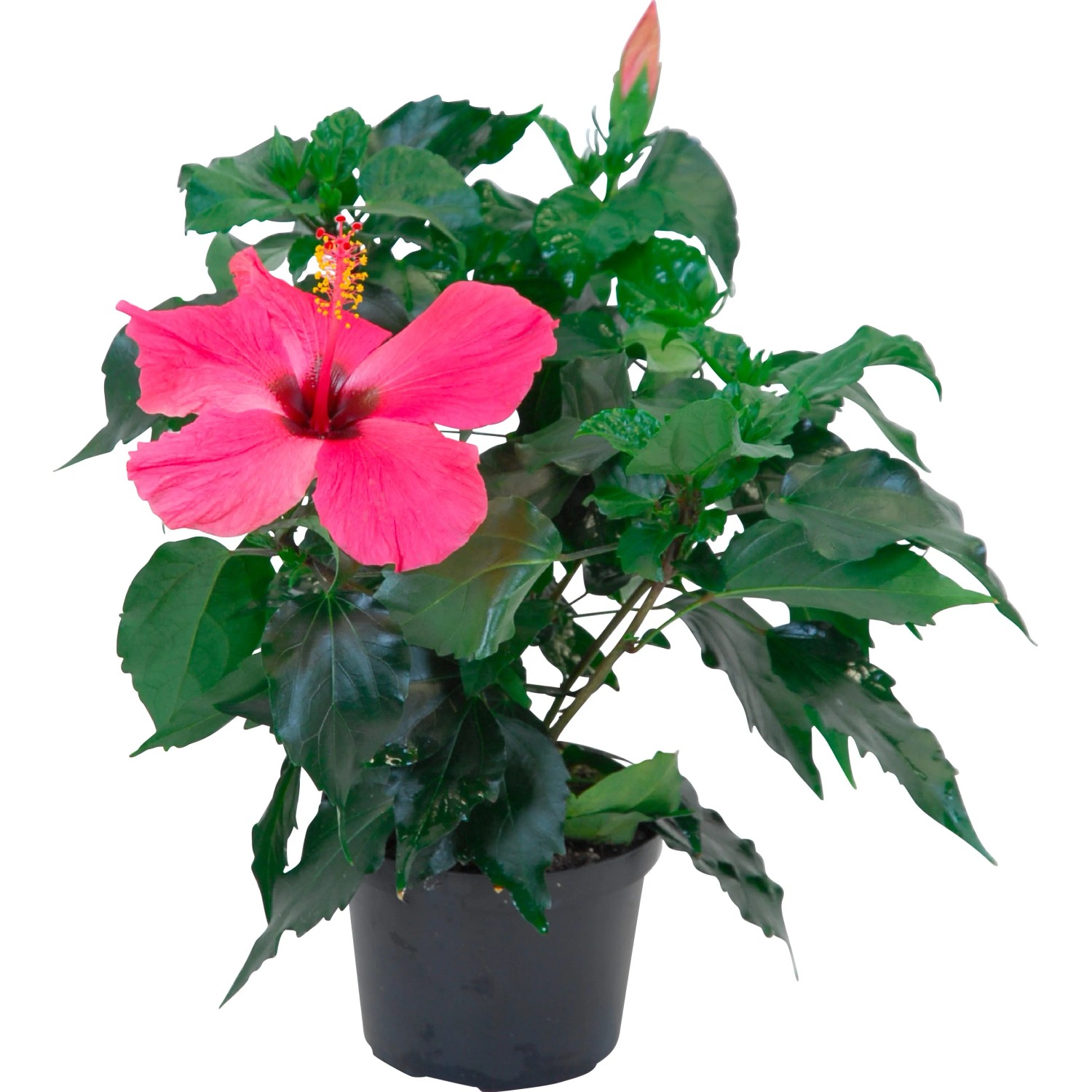 Ibisco rosa Hawaii Mix in vaso, ca. 13 cm, con fiore rosa e foglie verdi.