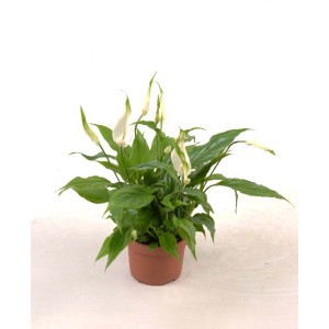 t.b.t. pianta da interno fiorita in vaso con fiori bianchi.