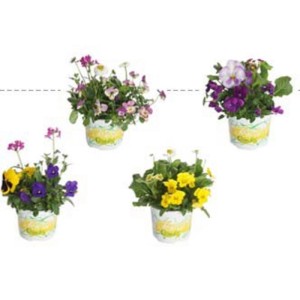 Cambria Golden Tiger 2 rami Vaso Ø 12 cm