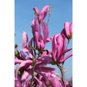 Primo piano dei fiori viola della magnolia Susan contro un cielo blu.
