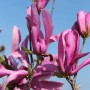 Primo piano dei fiori viola della magnolia Susan contro un cielo blu.