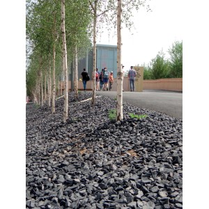 Foto di ghiaia decorativa scura come copertura del terreno con betulle sullo sfondo.