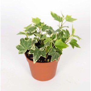 Hedera Helix Vaso 8,5 cm