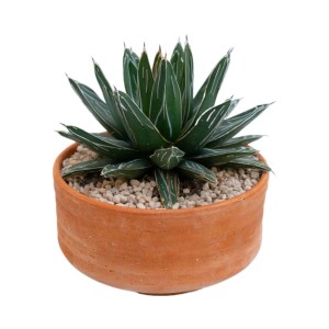 Agave victoriaereginae piante grasse vaso terracotta Ø 21 cm