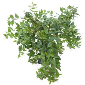 Dettaglio di un arbusto t.b.t. con foglie verdi e piccoli fiori bianchi.