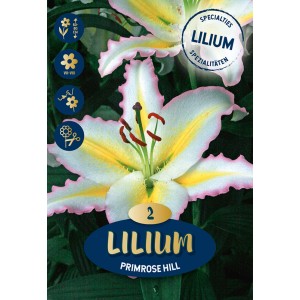 Bulbo di giglio Primrose Hill, fiore giallo-bianco con bordo rosa. Fioritura estiva.