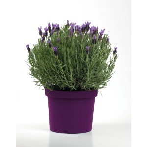 Lavanda in vaso viola. Pianta decorativa di Lavandula per interni ed esterni.