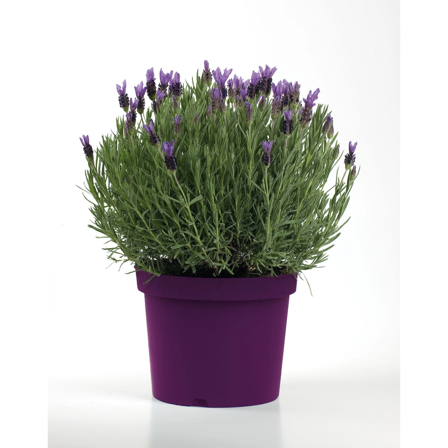 Lavanda in vaso viola. Pianta decorativa di Lavandula per interni ed esterni.