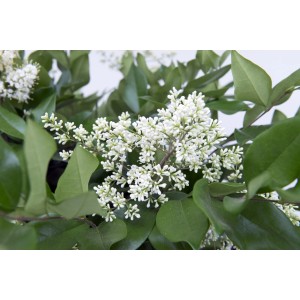 Ligustro in fiore con piccoli fiori bianchi e foglie verdi.