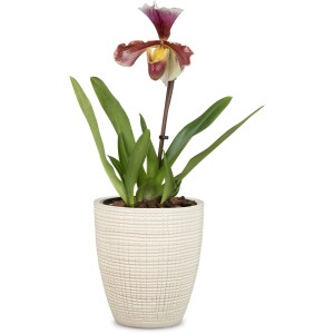 Vaso per piante Scheurich Vainilla, Ø 13cm, con orchidea in vaso abbinato.