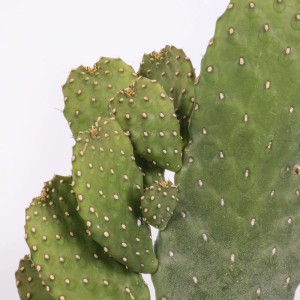 Opuntia consolea piante grasse vaso Ø 17 cm