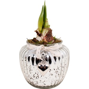 Composizione di Amaryllis in vetro retrò argentato con cuore, vaso Ø ca. 15 cm.