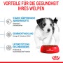 Royal Canin Mini Puppy cibo secco per cuccioli di piccola taglia con ciotola e cucciolo.