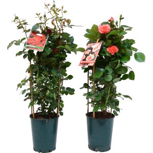 Due rose rampicanti in vaso con fiori rossi e color salmone, fissate al supporto.