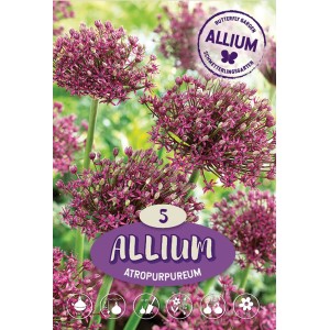 Allium Atropurpureum: Globi di fiori viola scuro, ideali per giardini naturali e come fiori recisi.