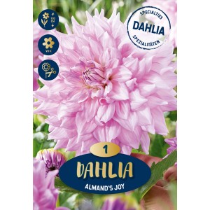 Primo piano della dalia bianco-lavanda 'Almand's Joy', un fiore estivo bicolore, ideale da recidere.