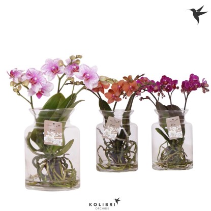 Phalaenopsis 3 rami rootsmix vetro vaso 12 cm