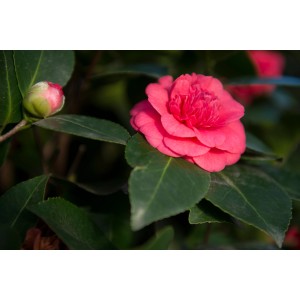 Camelia rosa 't.b.t.' con bocciolo e foglie verdi, primo piano.