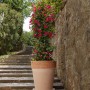 Vaso per piante in terracotta alto graffiato ø 15 cm_2