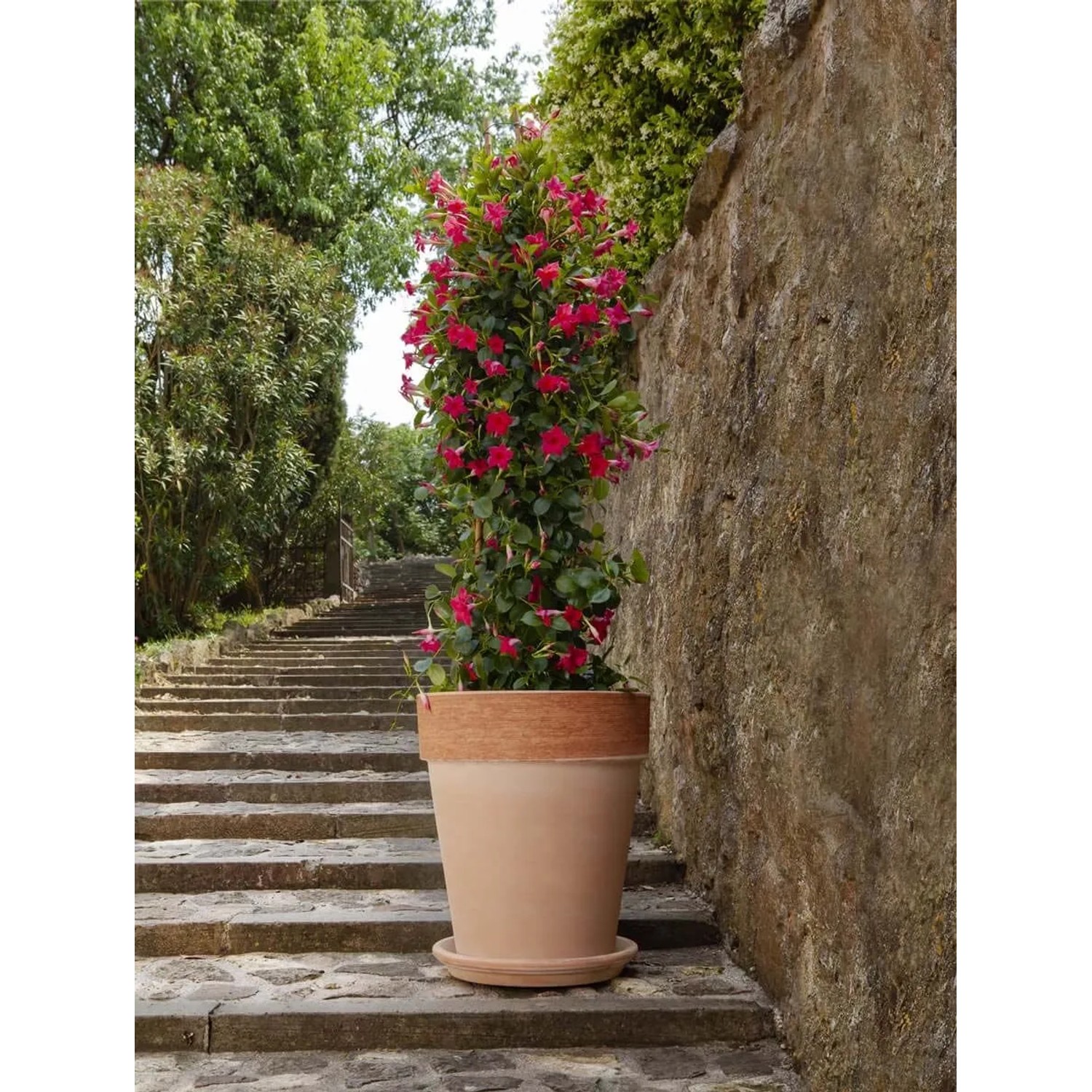 Vaso per piante in terracotta alto graffiato ø 15 cm_2