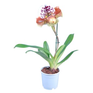 Orchidea scarpetta di Venere (Paphiopedilum) con fiore maculato bianco e marrone in vaso.