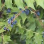 Agrifoglio t.b.t. con foglie verdi e bacche blu. Pianta da siepe sempreverde.