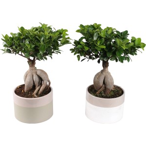 Due alberi Bonsai t.b.t. in vasi bicolore.