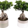 Due alberi Bonsai t.b.t. in vasi bicolore.