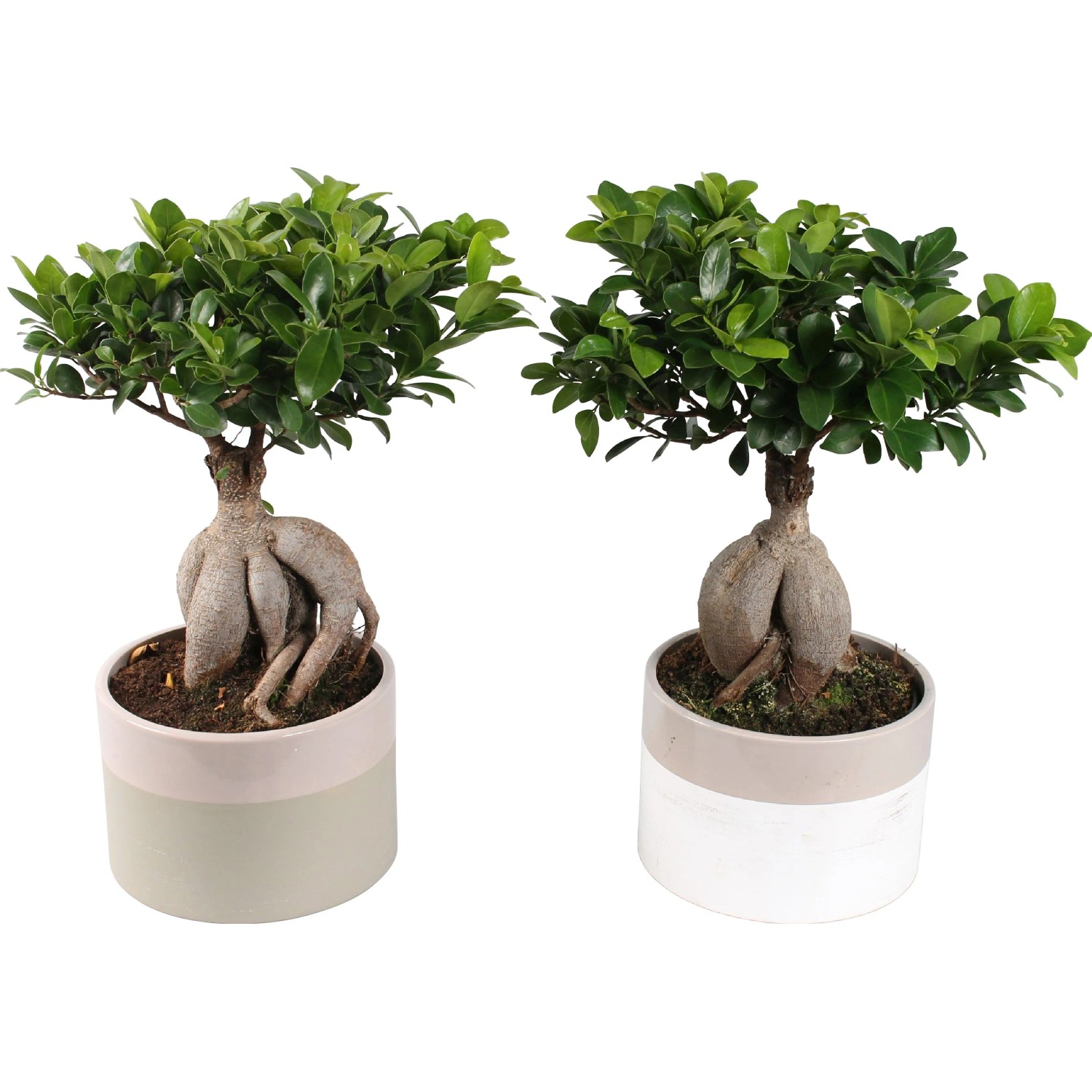 Due alberi Bonsai t.b.t. in vasi bicolore.
