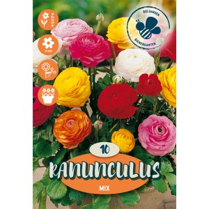 Mix colorato di ranuncoli come bulbi da fiore per l'estate.