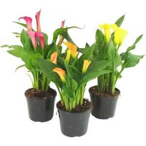 Tre piante di Zantedeschia Calla in vaso con fiori gialli, arancioni e rosa per balcone e terrazza.