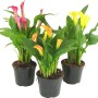 Tre piante di Zantedeschia Calla in vaso con fiori gialli, arancioni e rosa per balcone e terrazza.