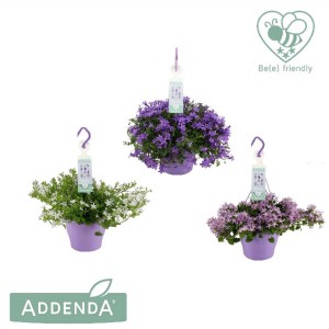 Tre campanule Campanula in vasi con fioriere viola e fiori bianchi, viola e rosa.