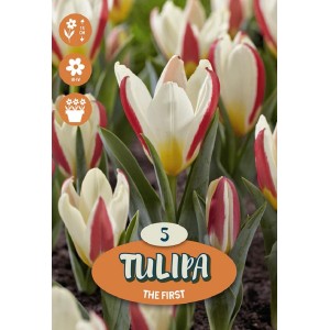 Bulbi da fiore Tulipa 'Tarafa', tulipani rosso-bianchi, 5 pezzi.