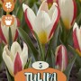 Bulbi da fiore Tulipa 'Tarafa', tulipani rosso-bianchi, 5 pezzi.