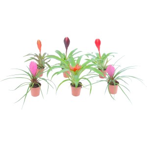 Bromelie Tillandsia di vari colori in vaso.