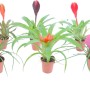 Bromelie Tillandsia di vari colori in vaso.