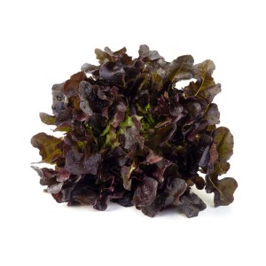 Lattuga rossa fresca 't.b.t.' dalla categoria delle verdure a foglia.