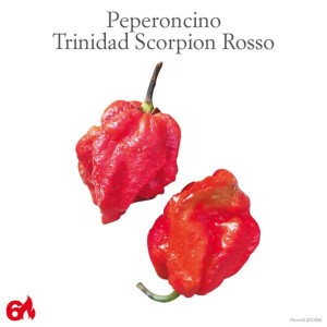 Due peperoncini Trinidad Scorpion Rosso, una varietà piccante di Ortaggi da frutto.